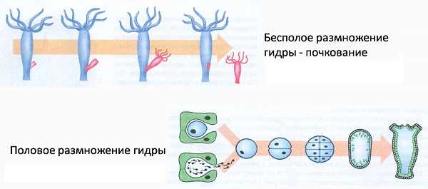 Рабочая ссылка на кракен через тор